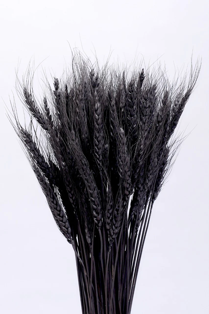 WHEATGRASS-BLACK COLOUR